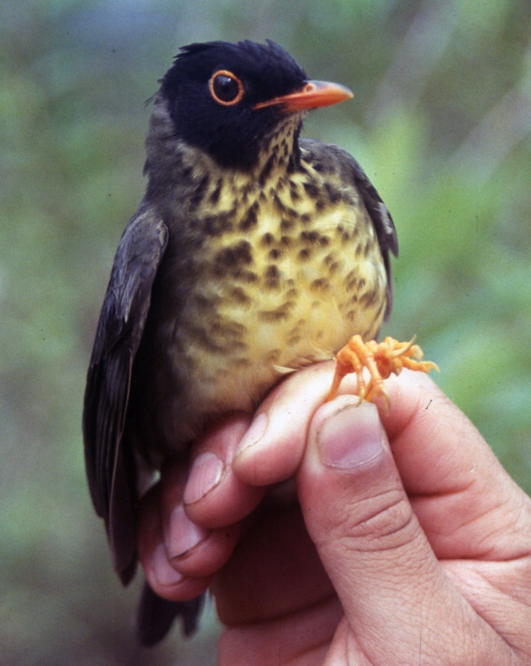 Spotted Nightingale-Thrush