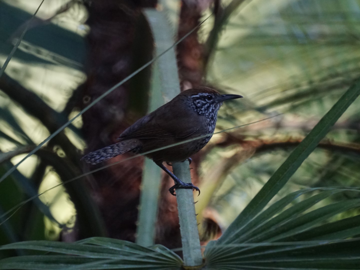 Spotted Nightingale-Thrush