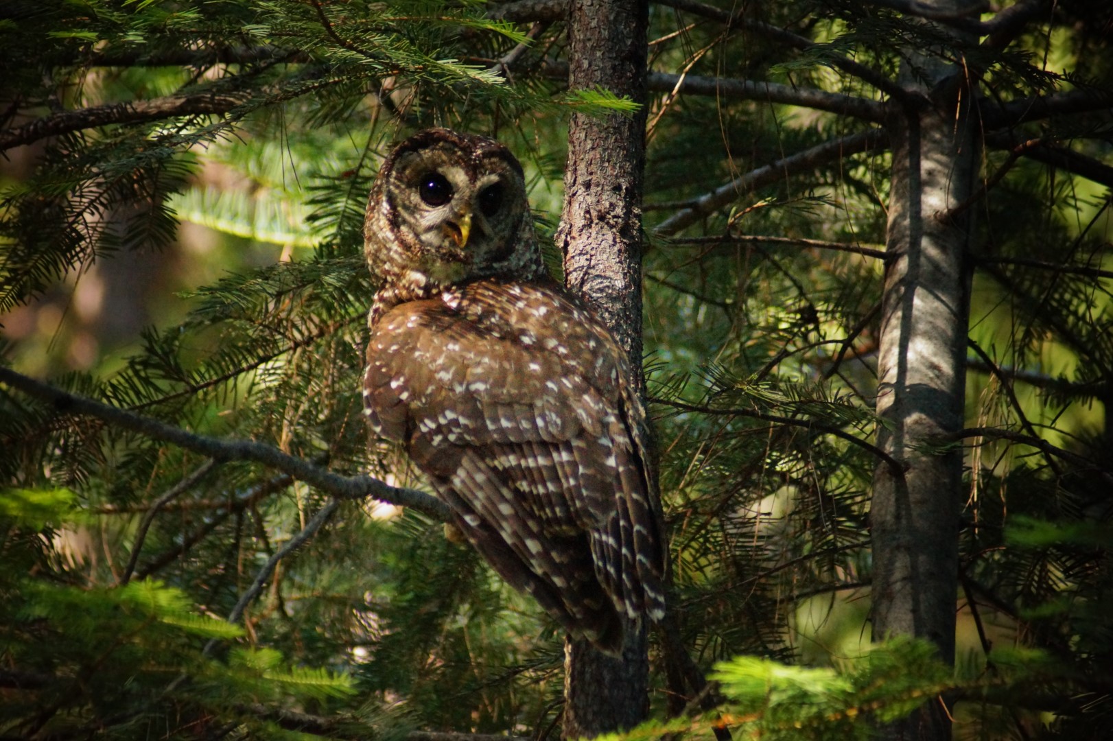 Spotted Owl