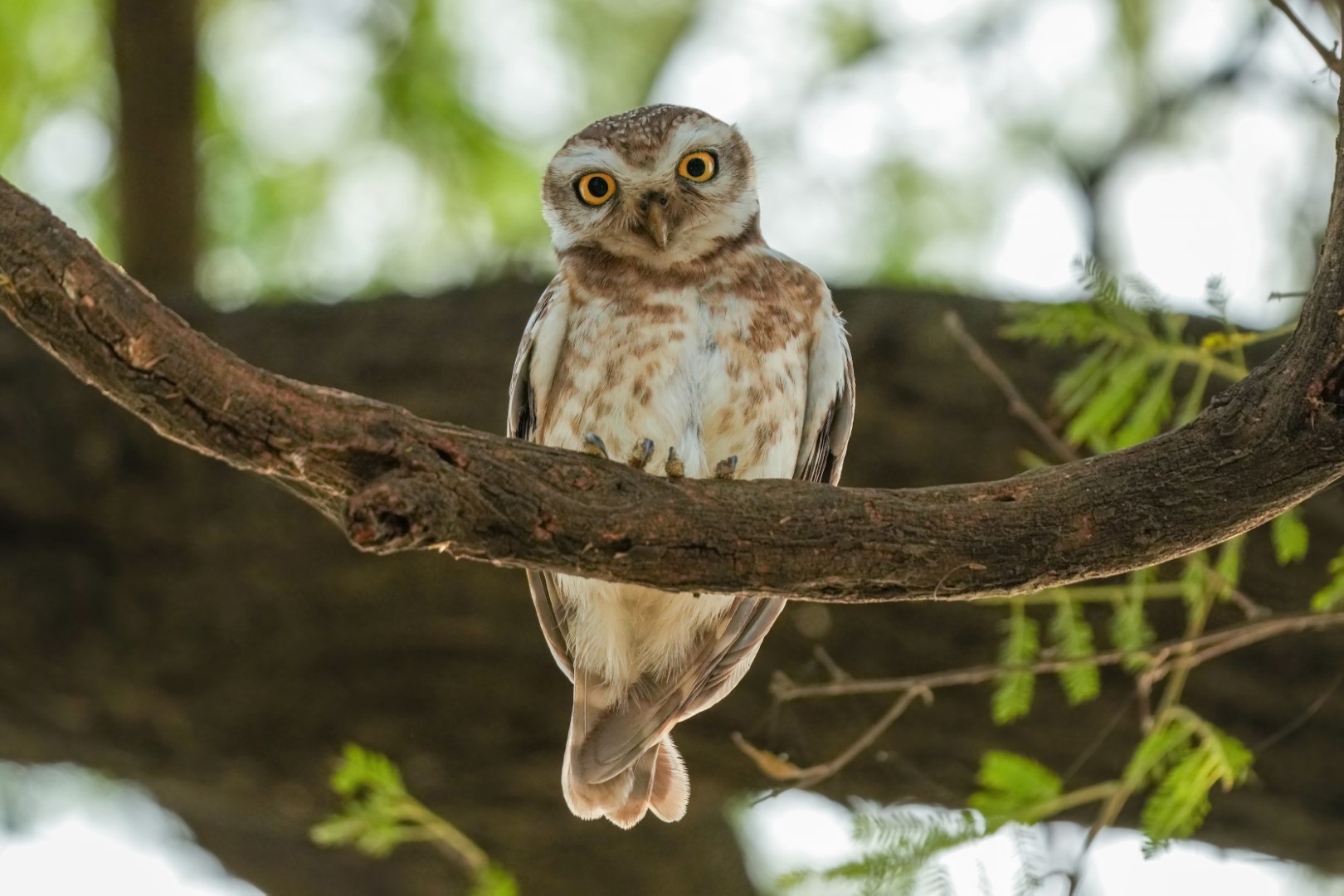 Spotted Owlet