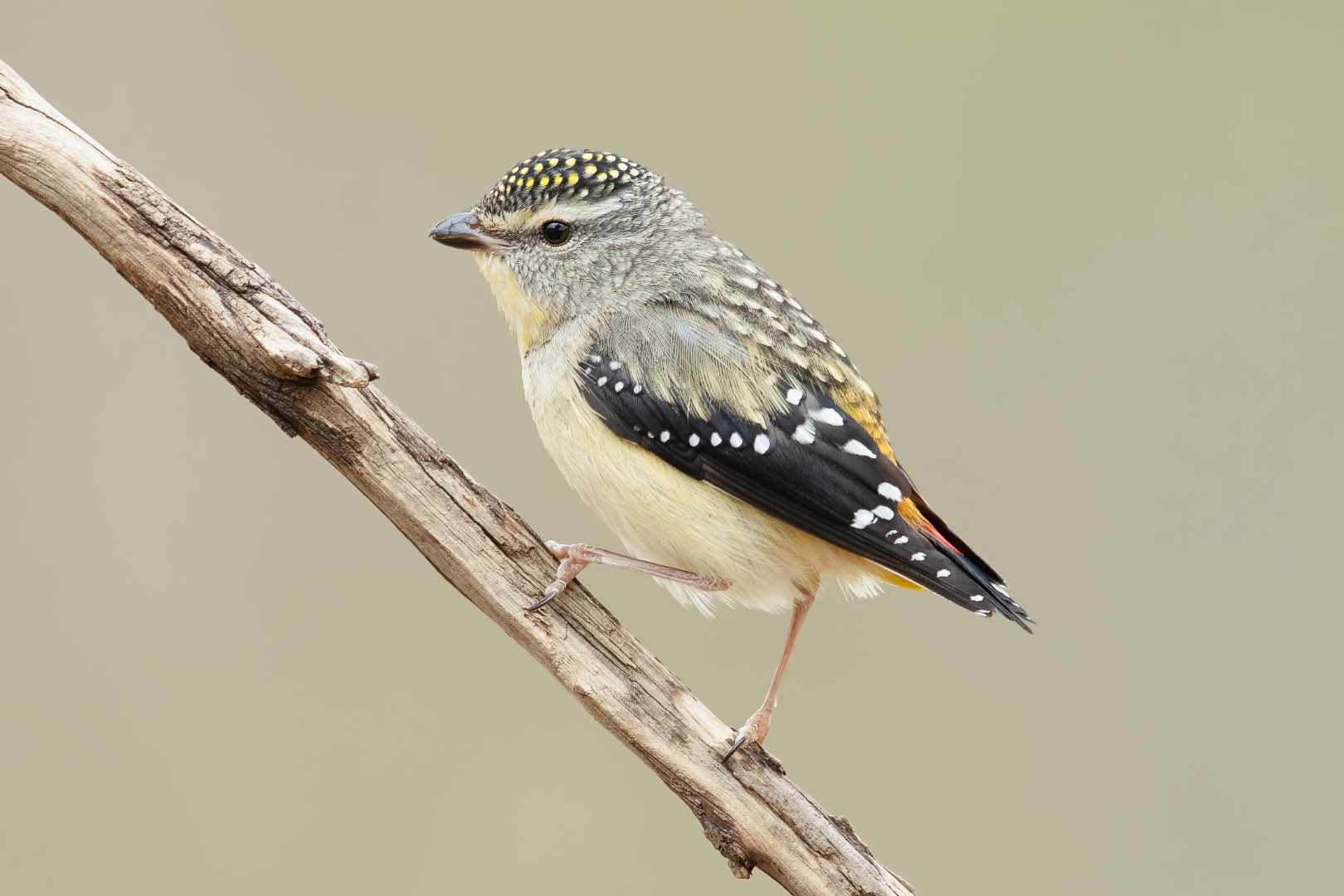 Spotted Pardalote