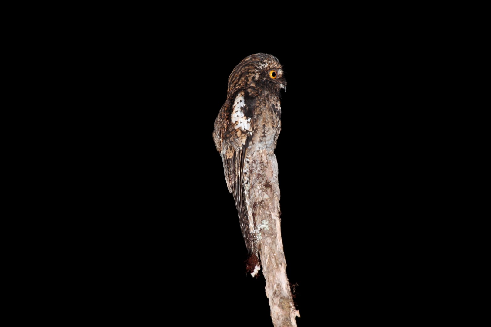 Spotted Potoo