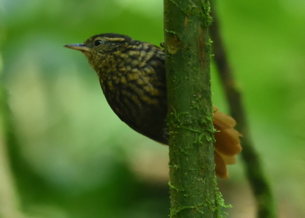 Spotted Puffbird