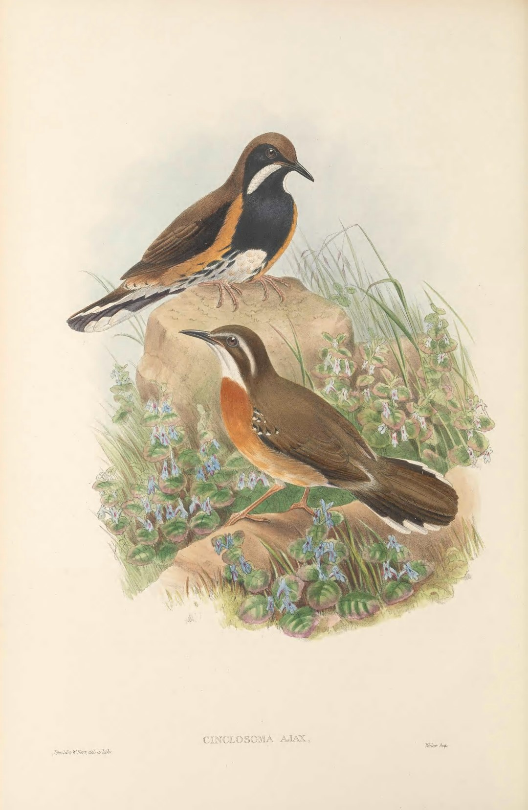 Spotted Quail-thrush