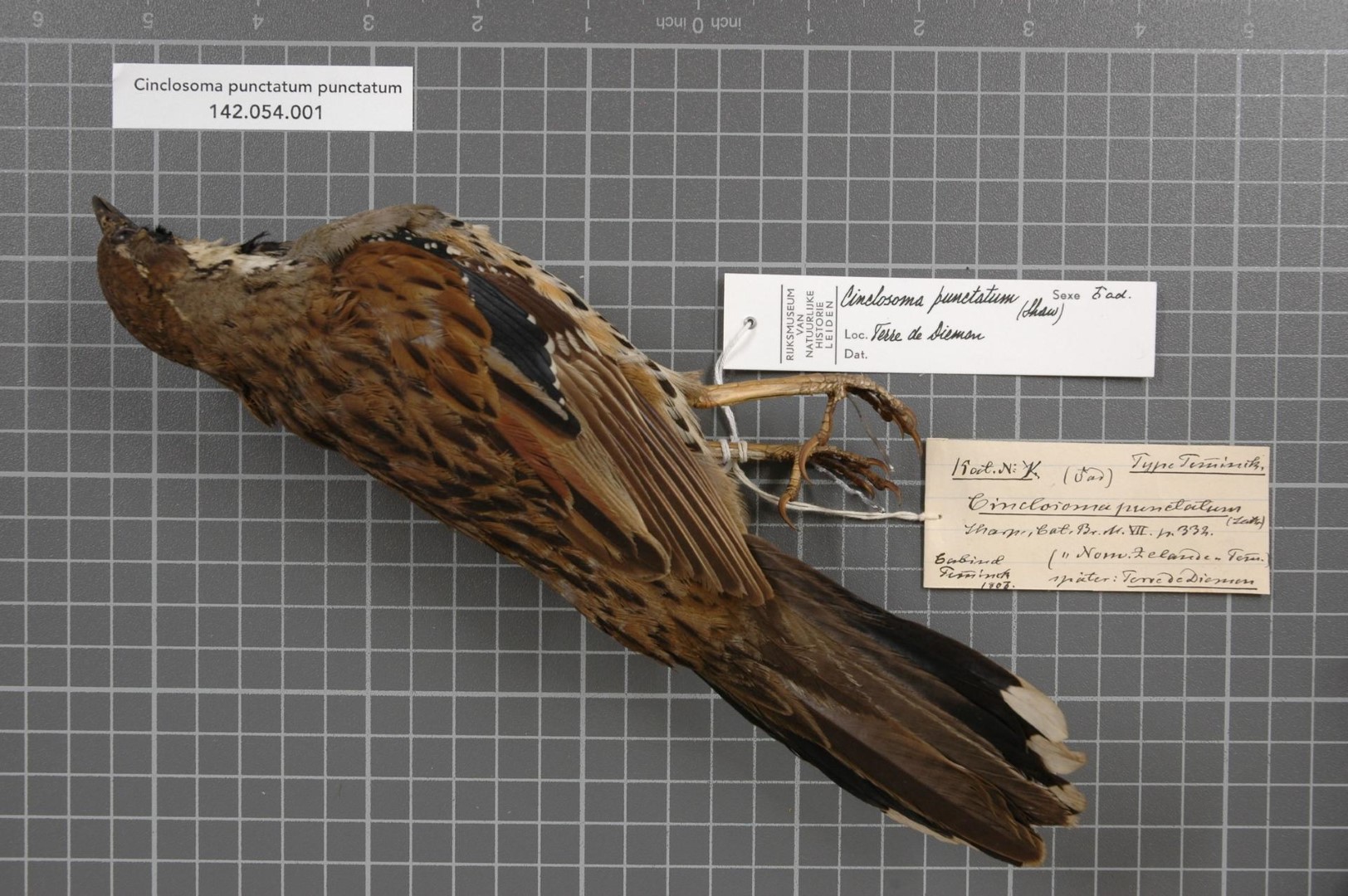 Spotted Quail-thrush