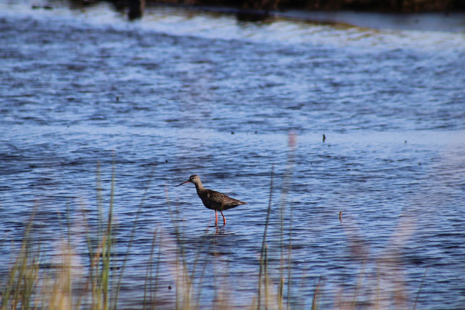 Spotted Redshank
