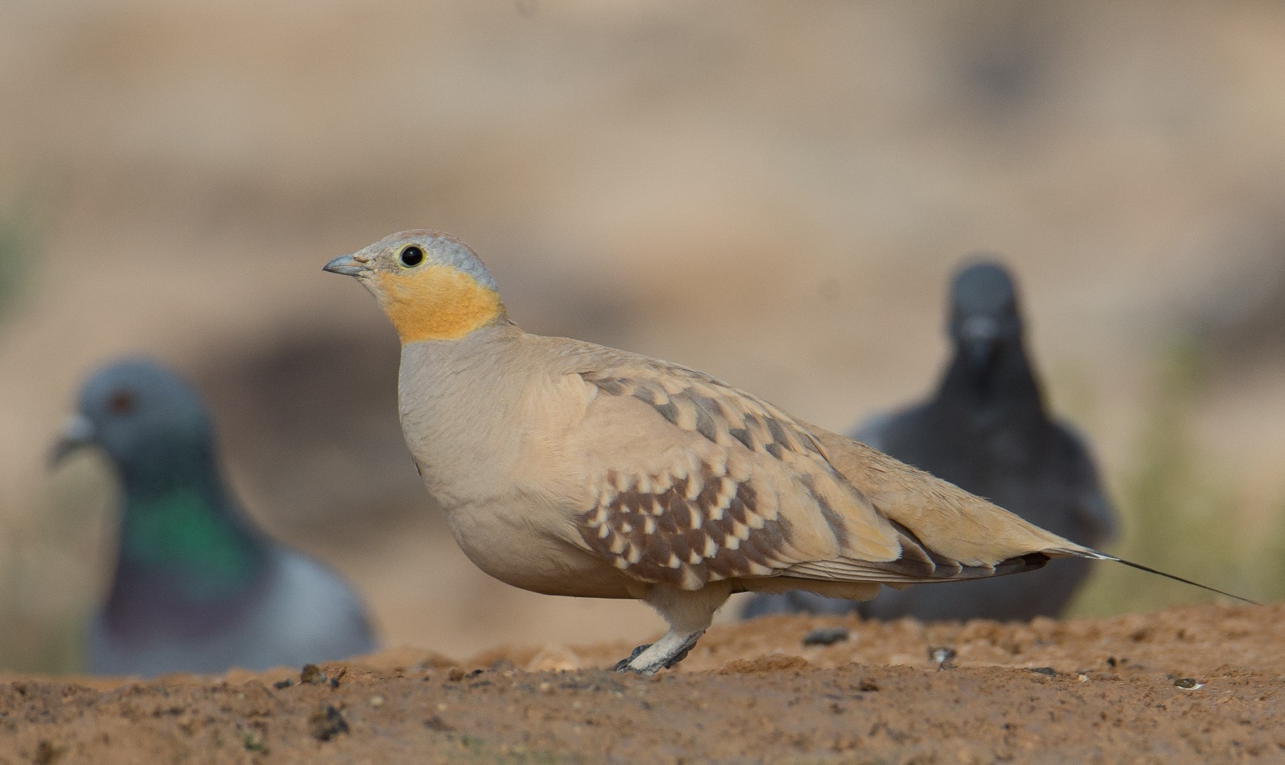 Spotted Sandgrouse