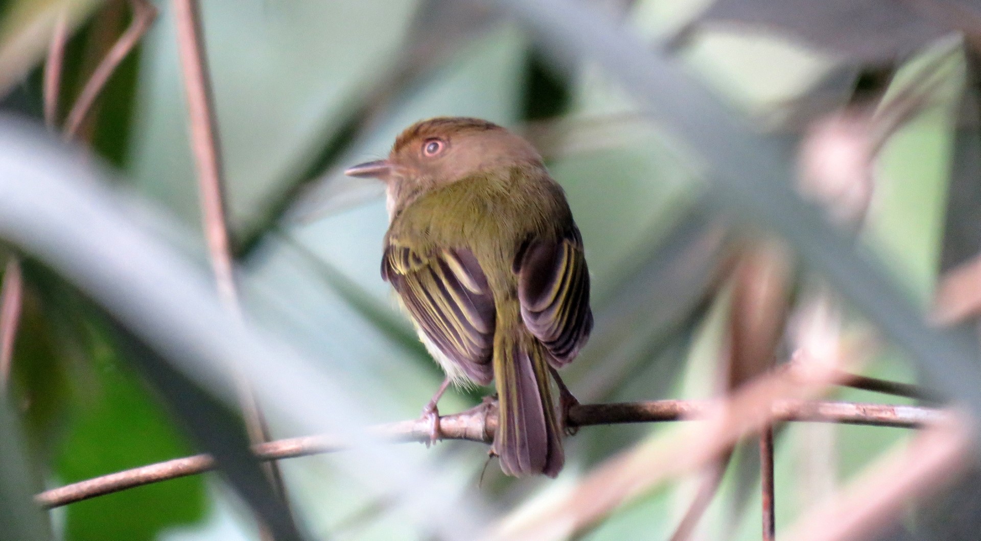 Spotted Tody-Flycatcher