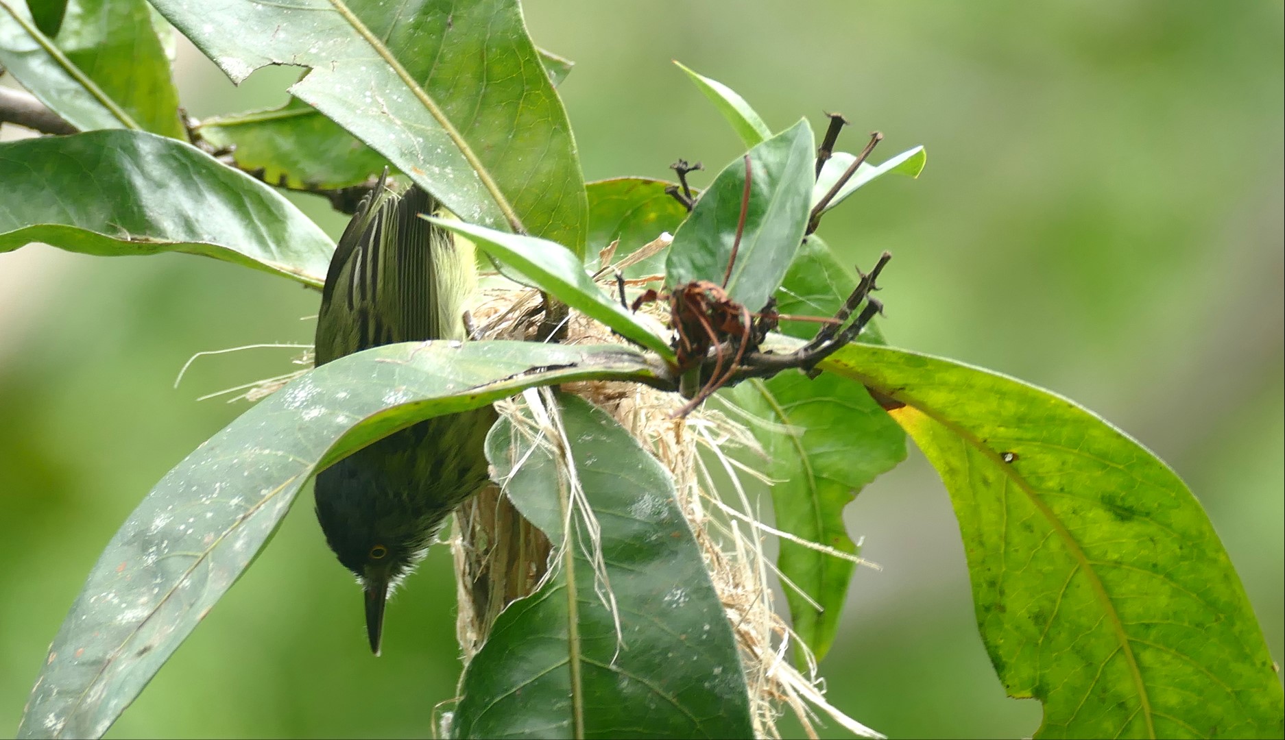 Spotted Tody-Flycatcher