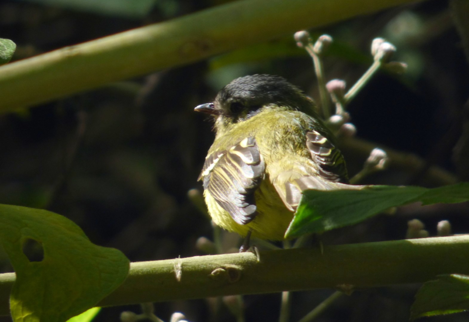 Spotted Tody-Flycatcher