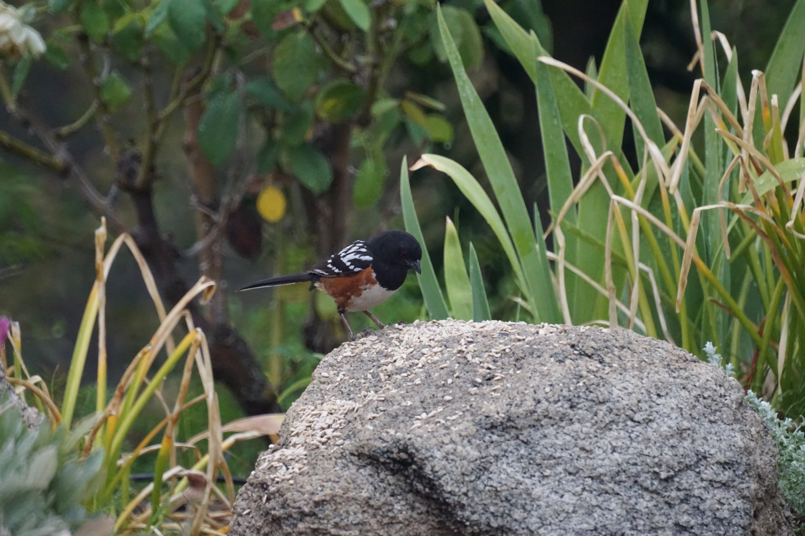 Spotted Towhee