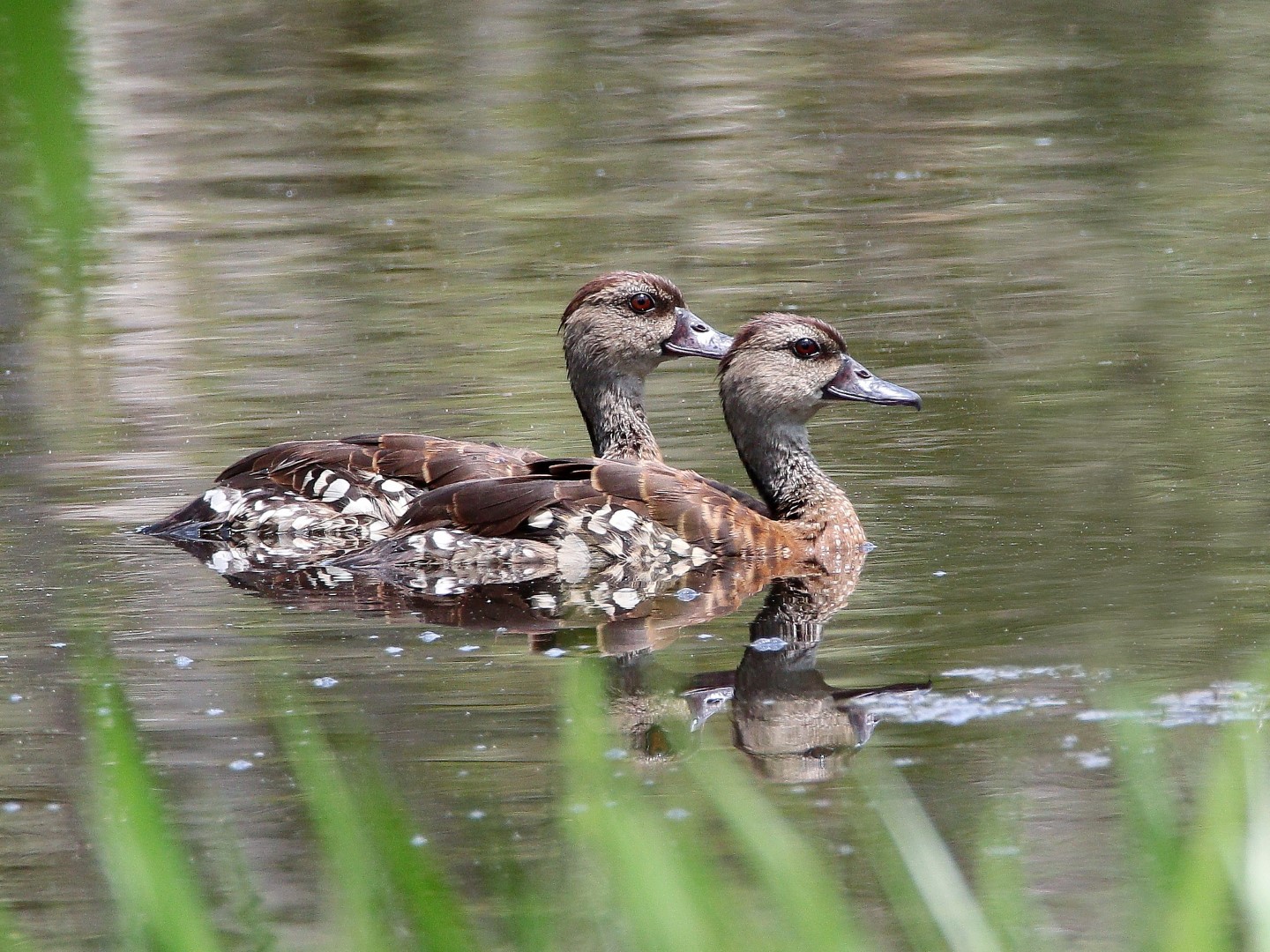 Spotted Whistling Duck