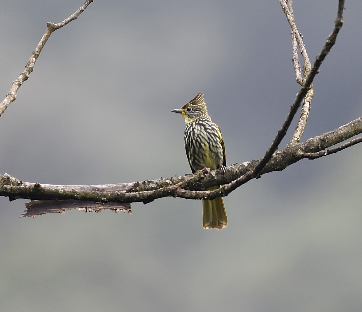 Spotted Wood Kingfisher