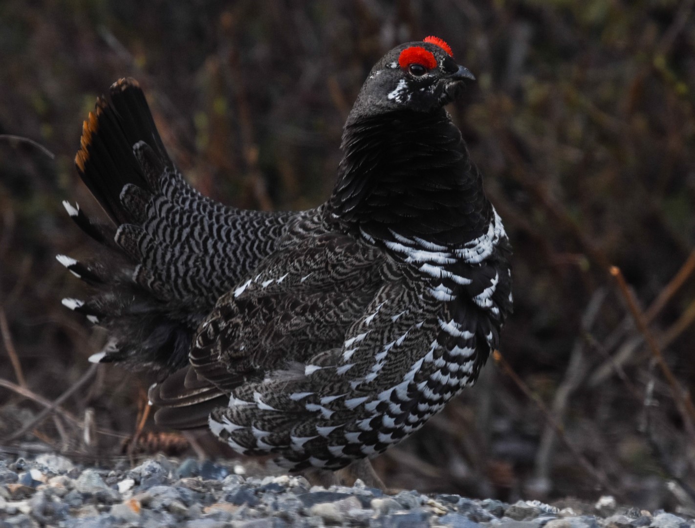 Spruce Grouse