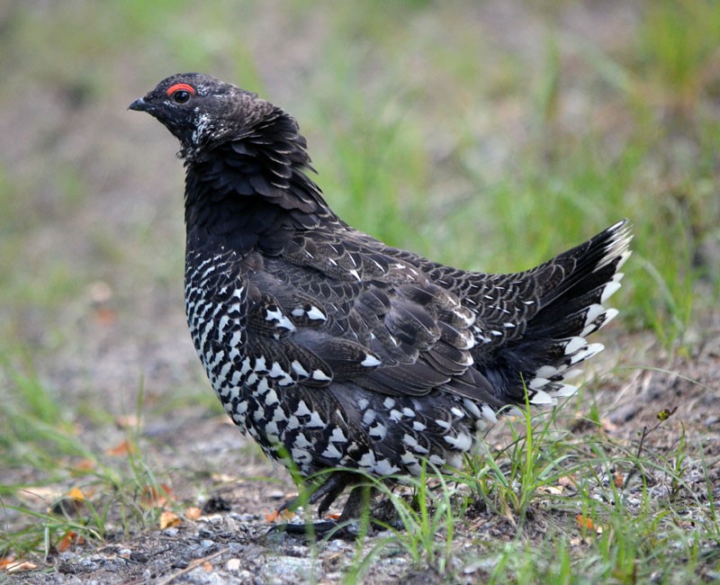 Spruce Grouse