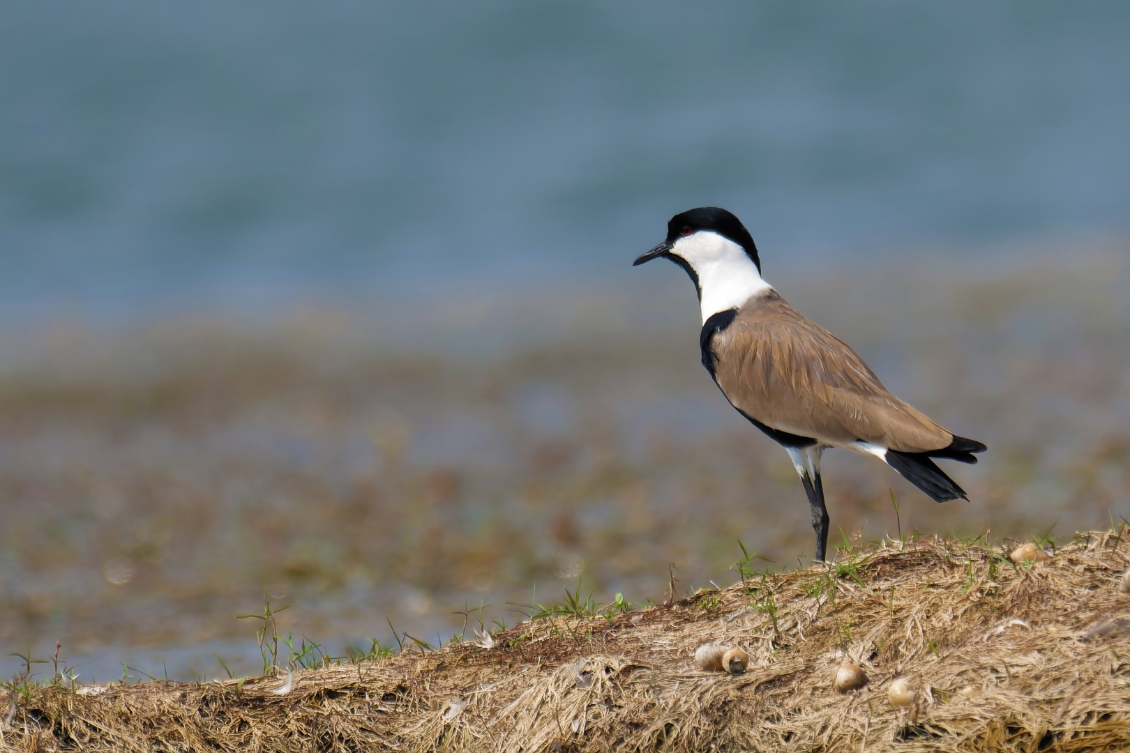 Spur-winged Lapwing