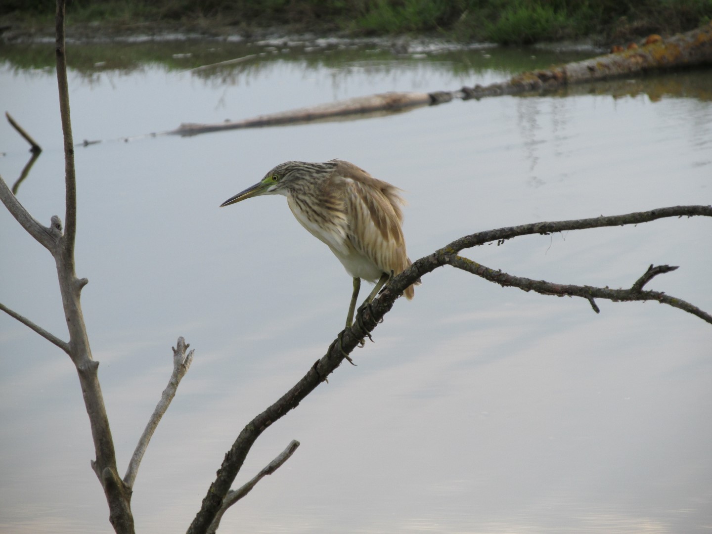 Squacco Heron