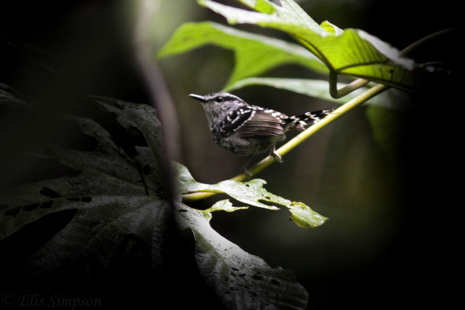 Squamate Antbird