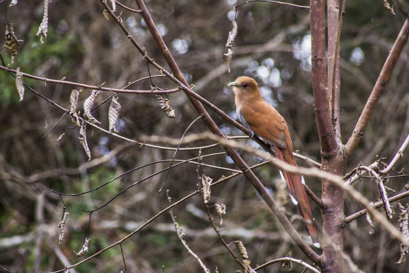 Squirrel Cuckoo