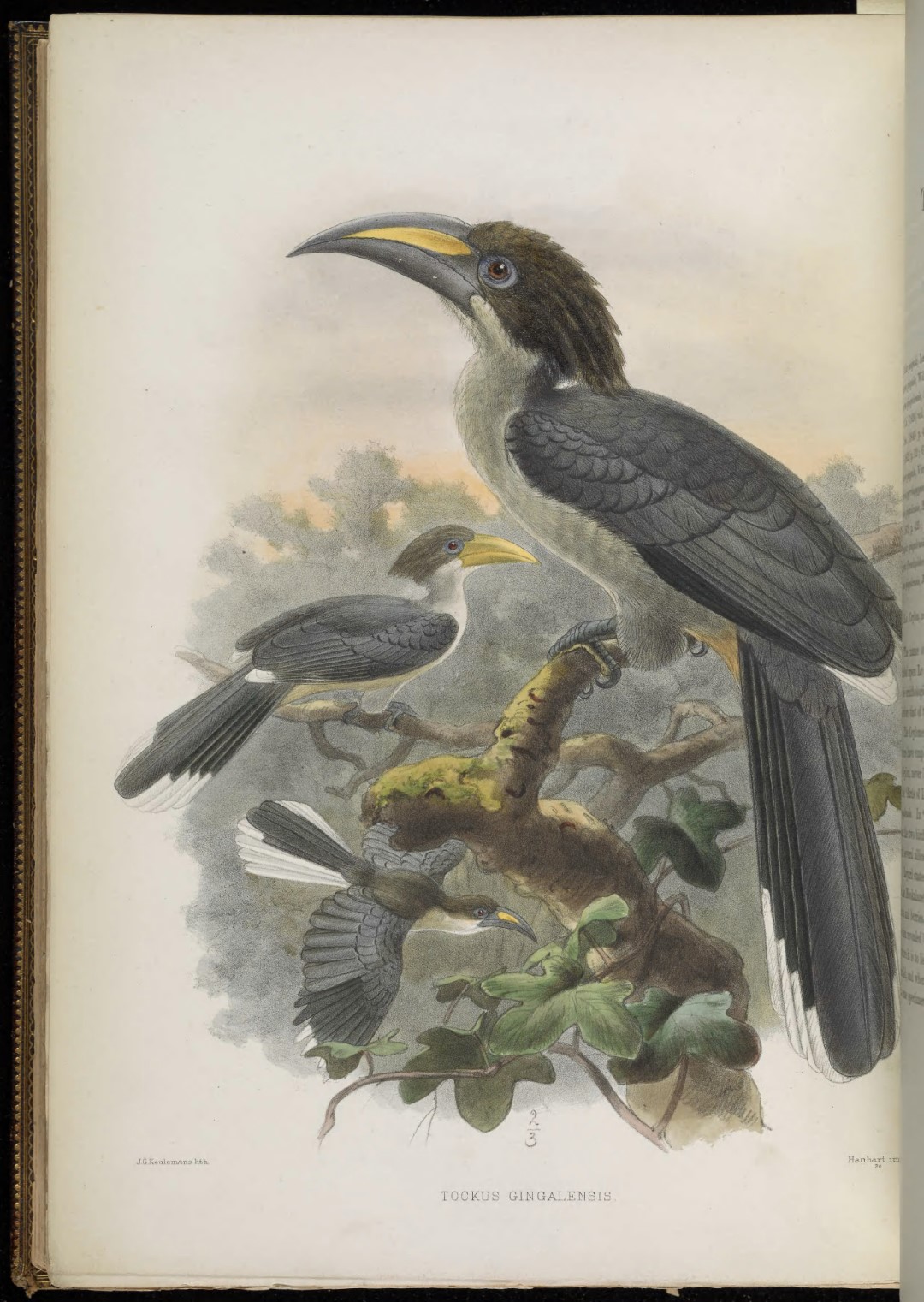 Sri Lanka Grey Hornbill