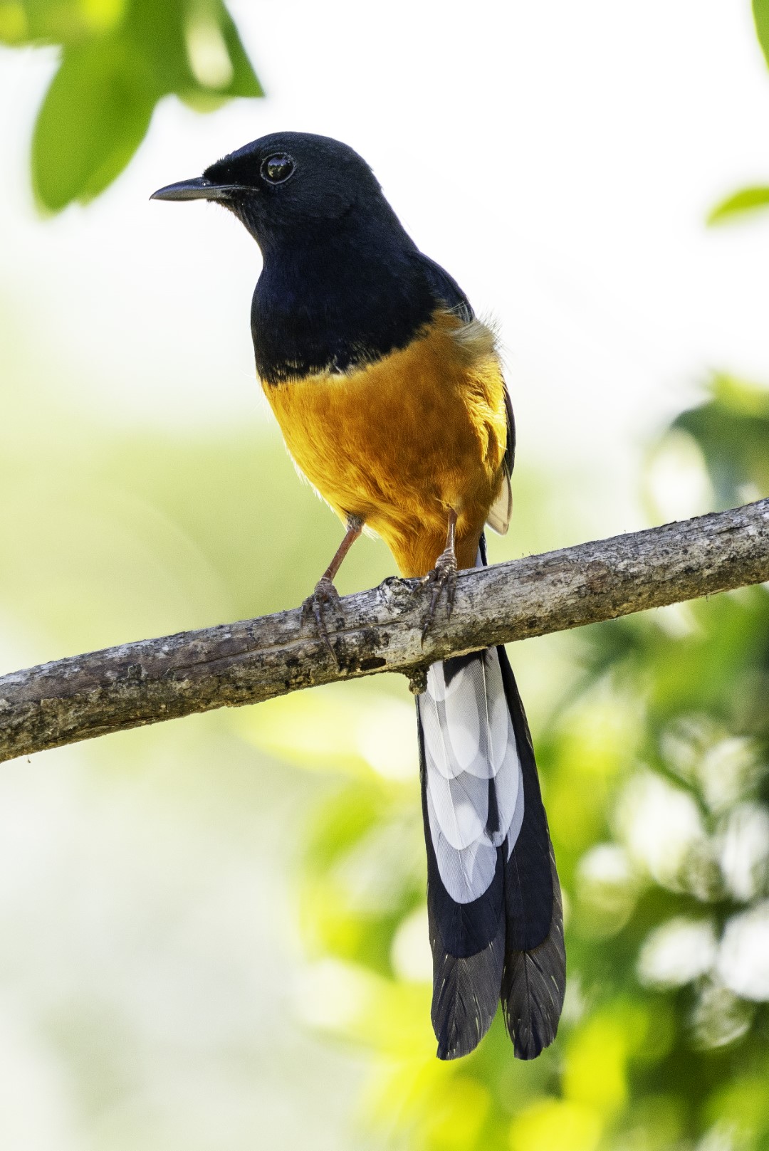 Sri Lanka Magpie Robin