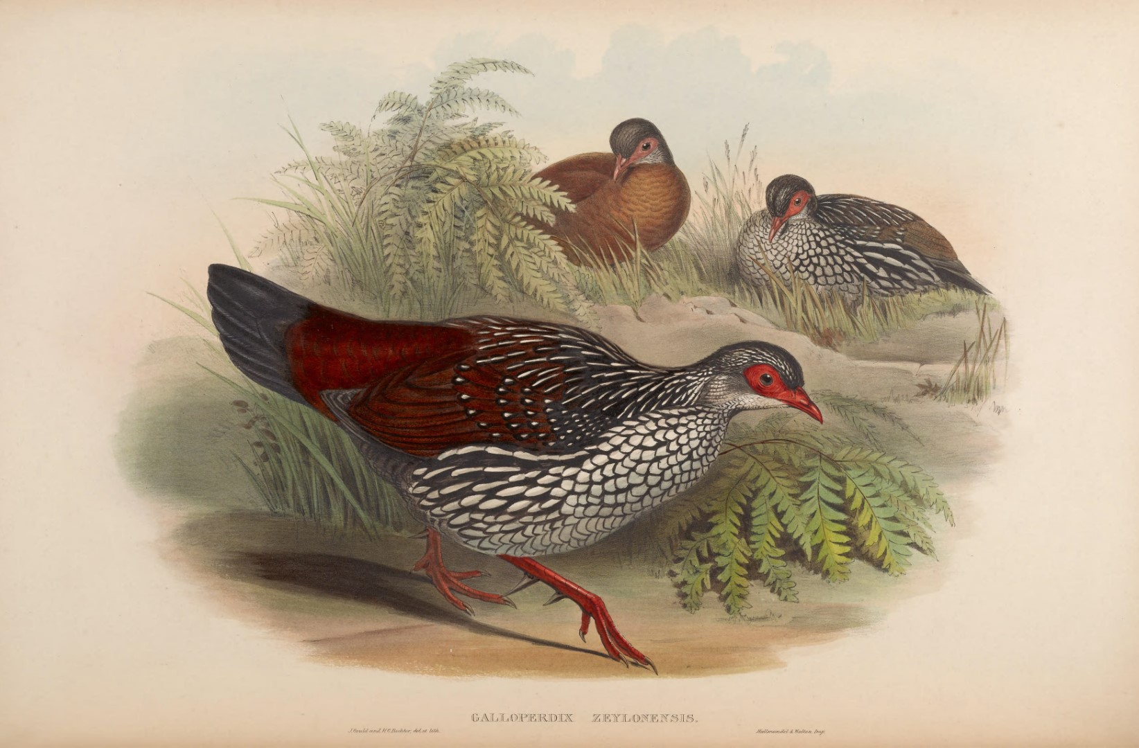 Sri Lanka Spurfowl