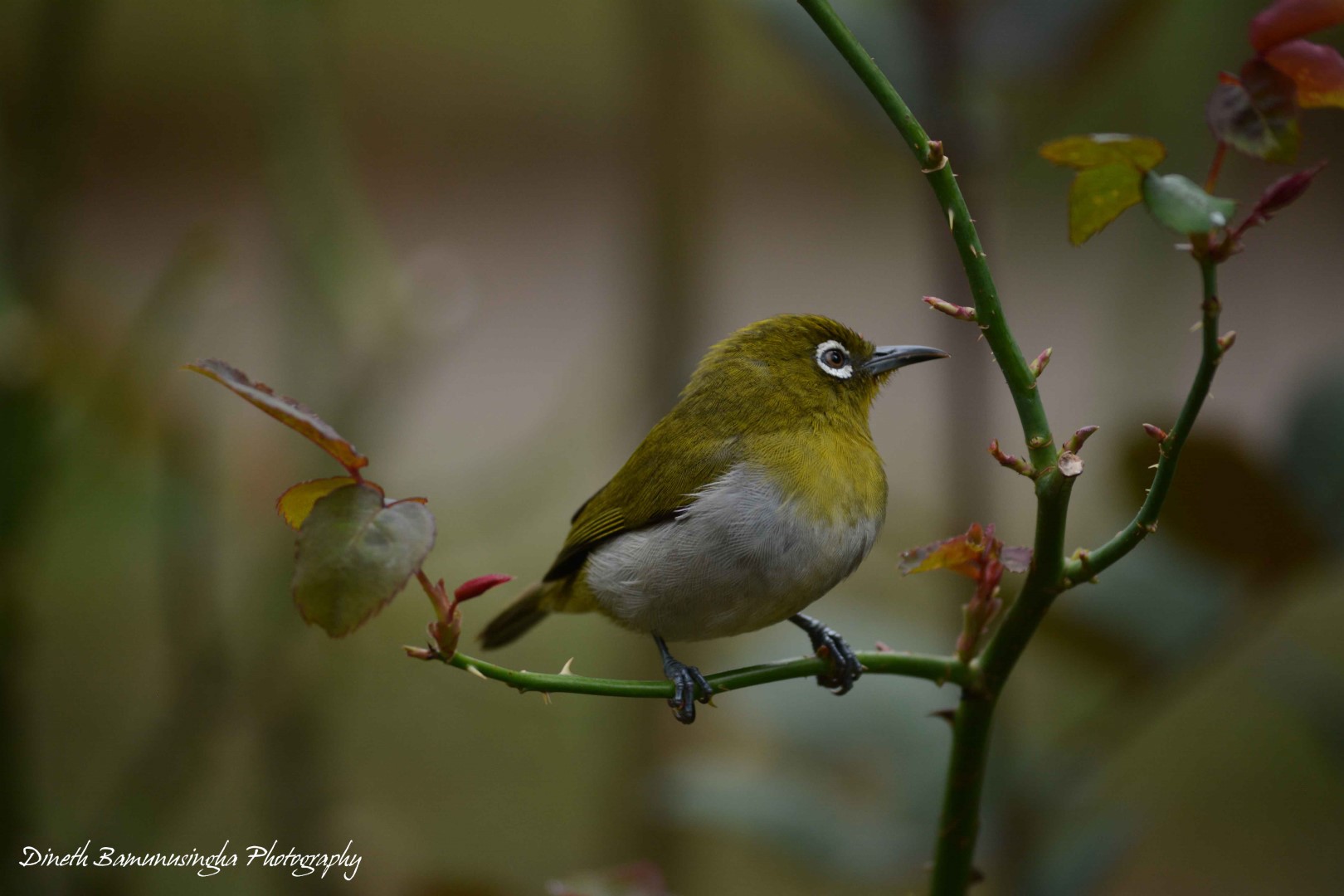 Sri Lanka White-eye