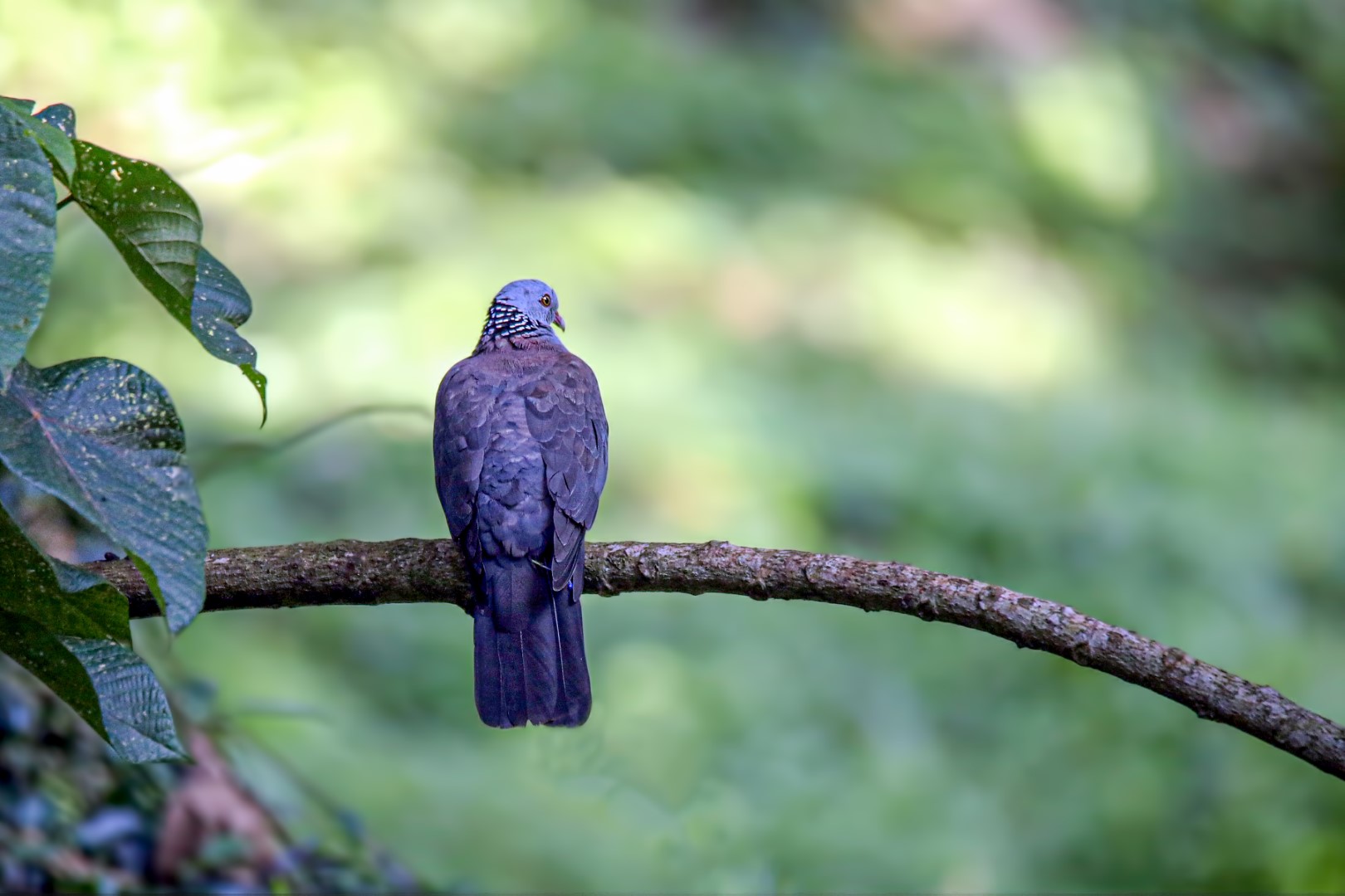 Sri Lanka Wood Pigeon
