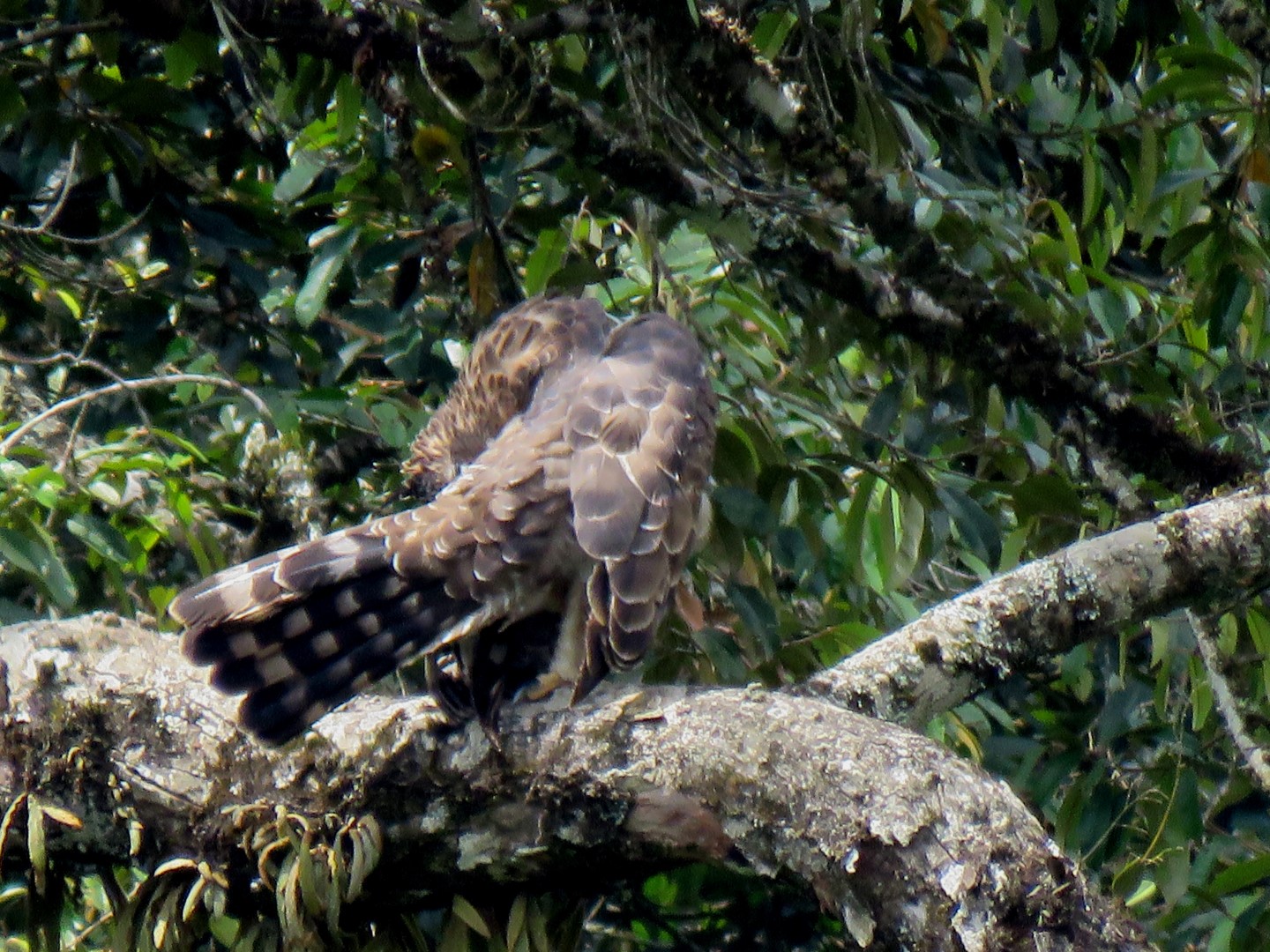 Sri Lankan Hawk-Eagle