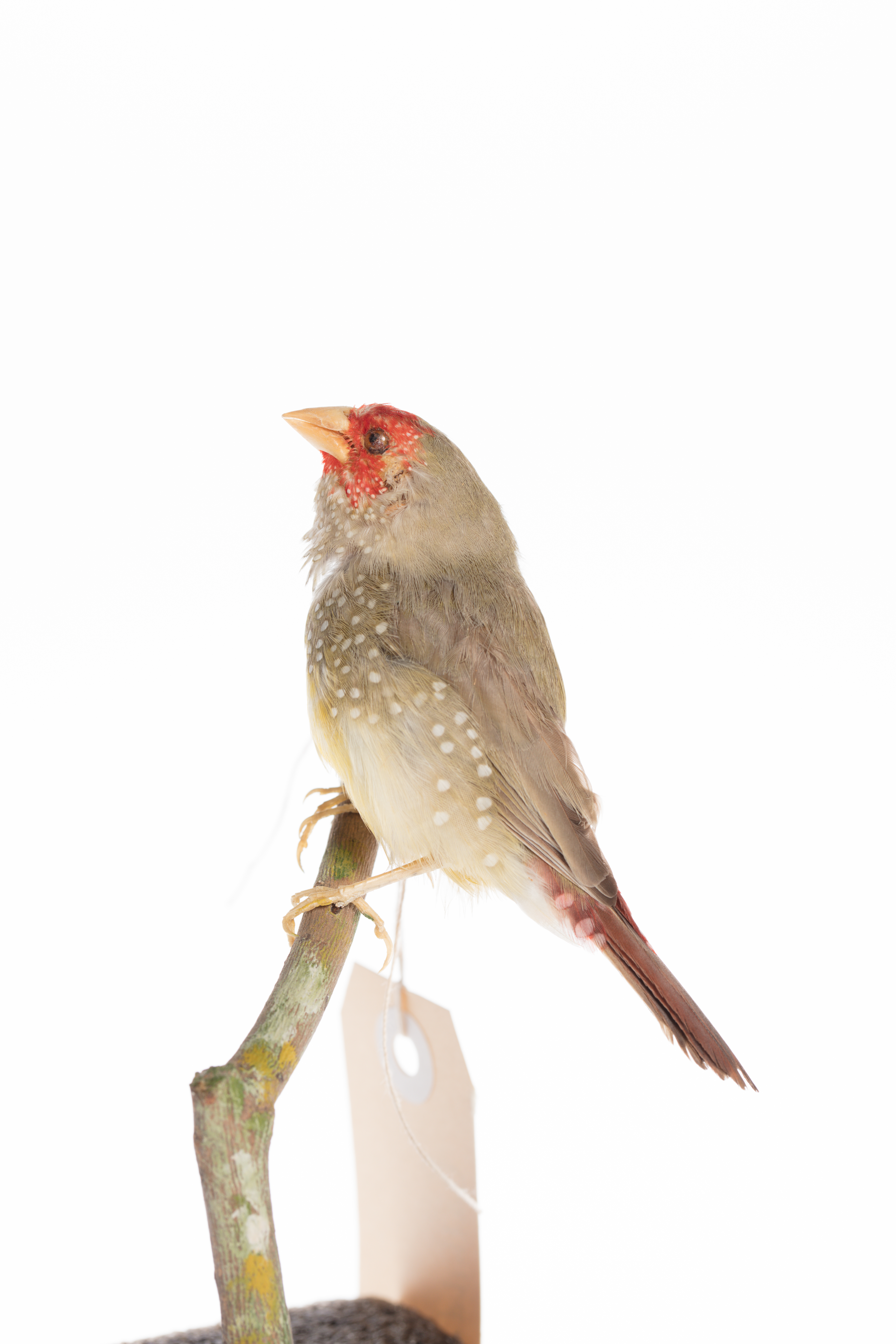Star Finch