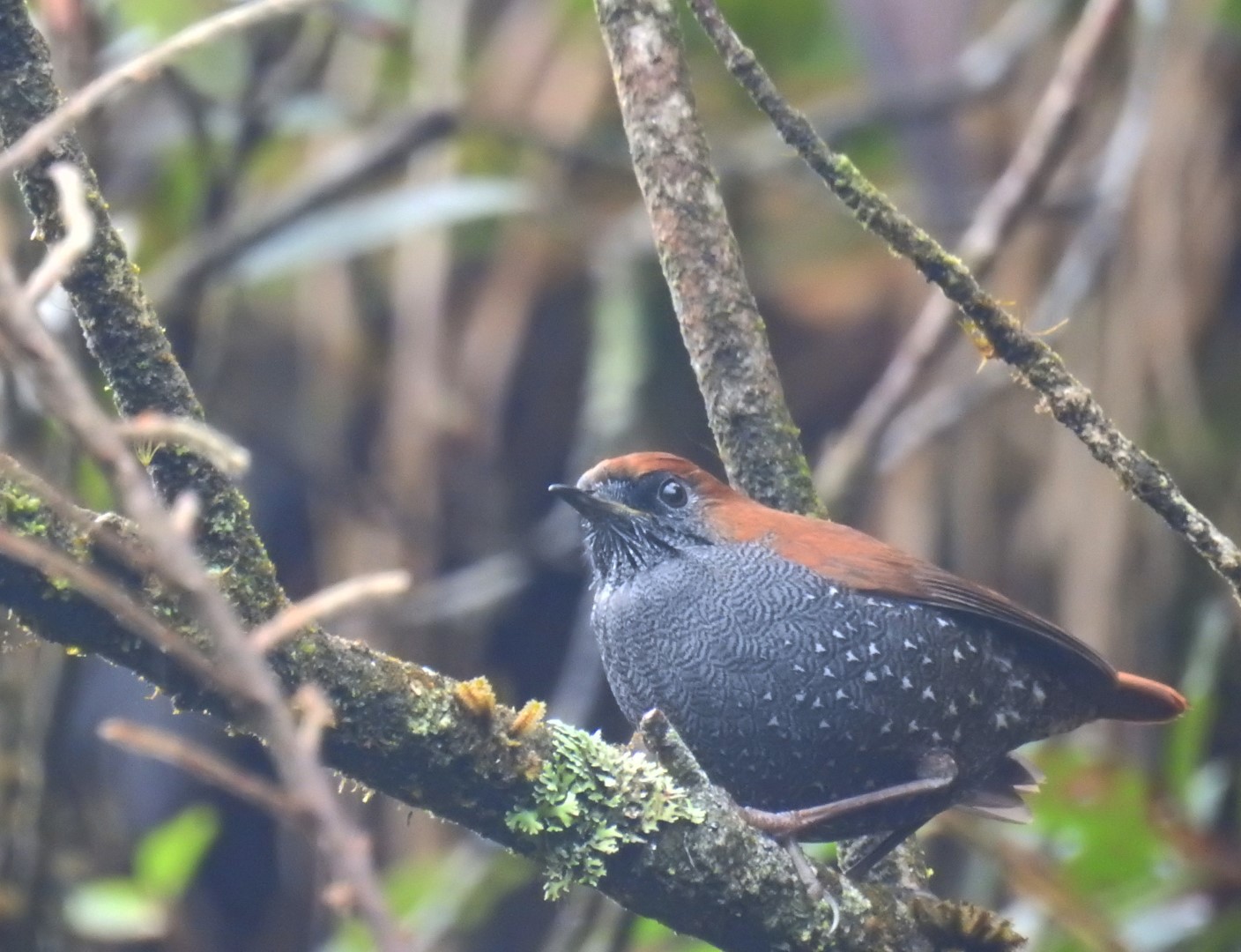 Starry Heteroxenicus