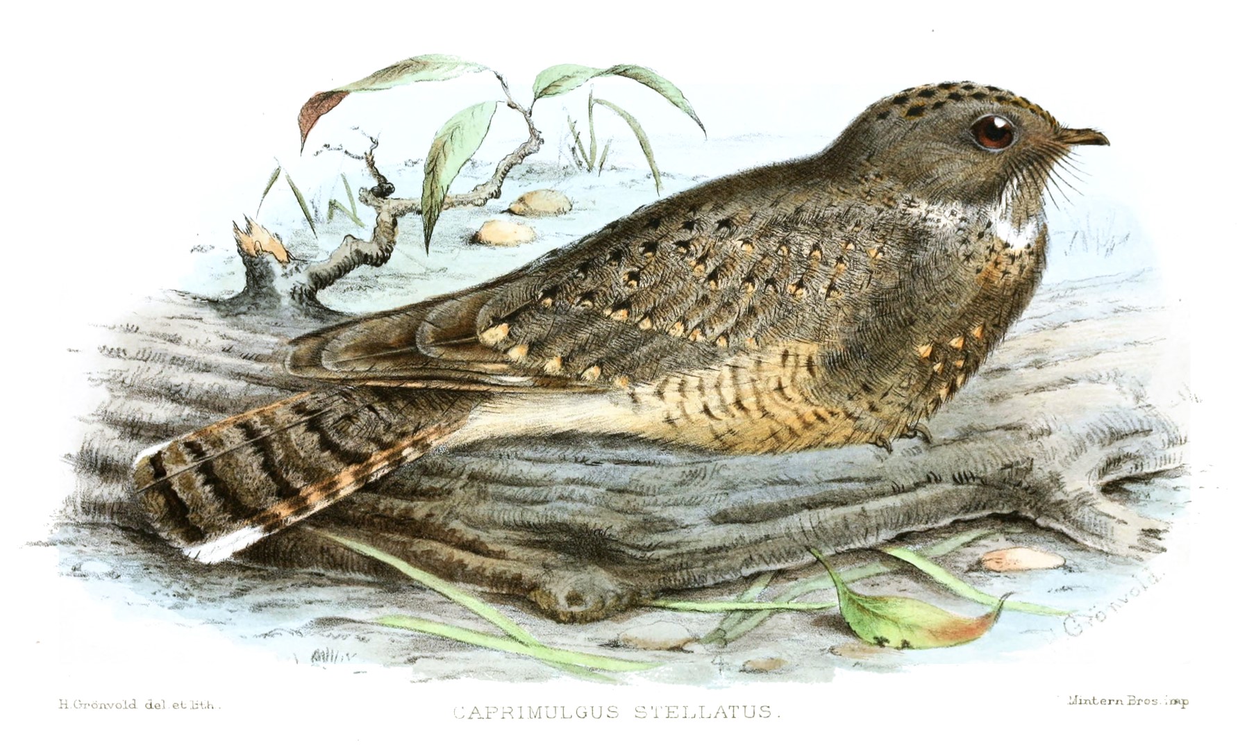 Starry Nightjar