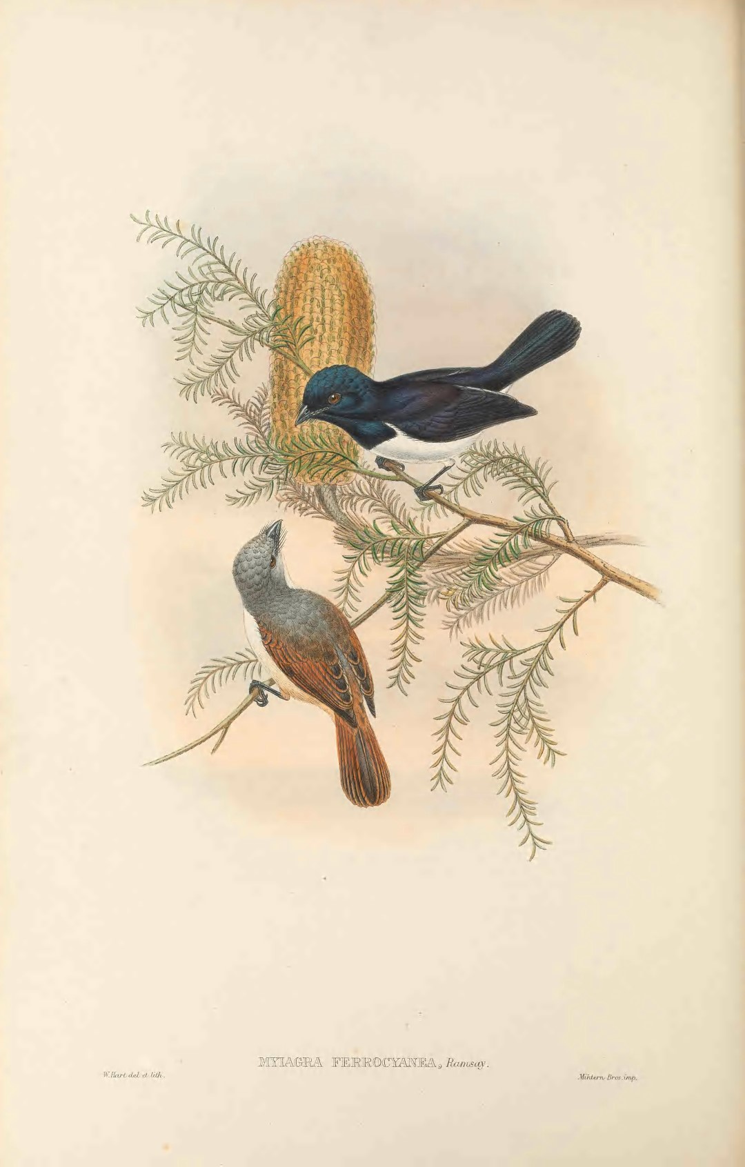 Steel-blue Flycatcher