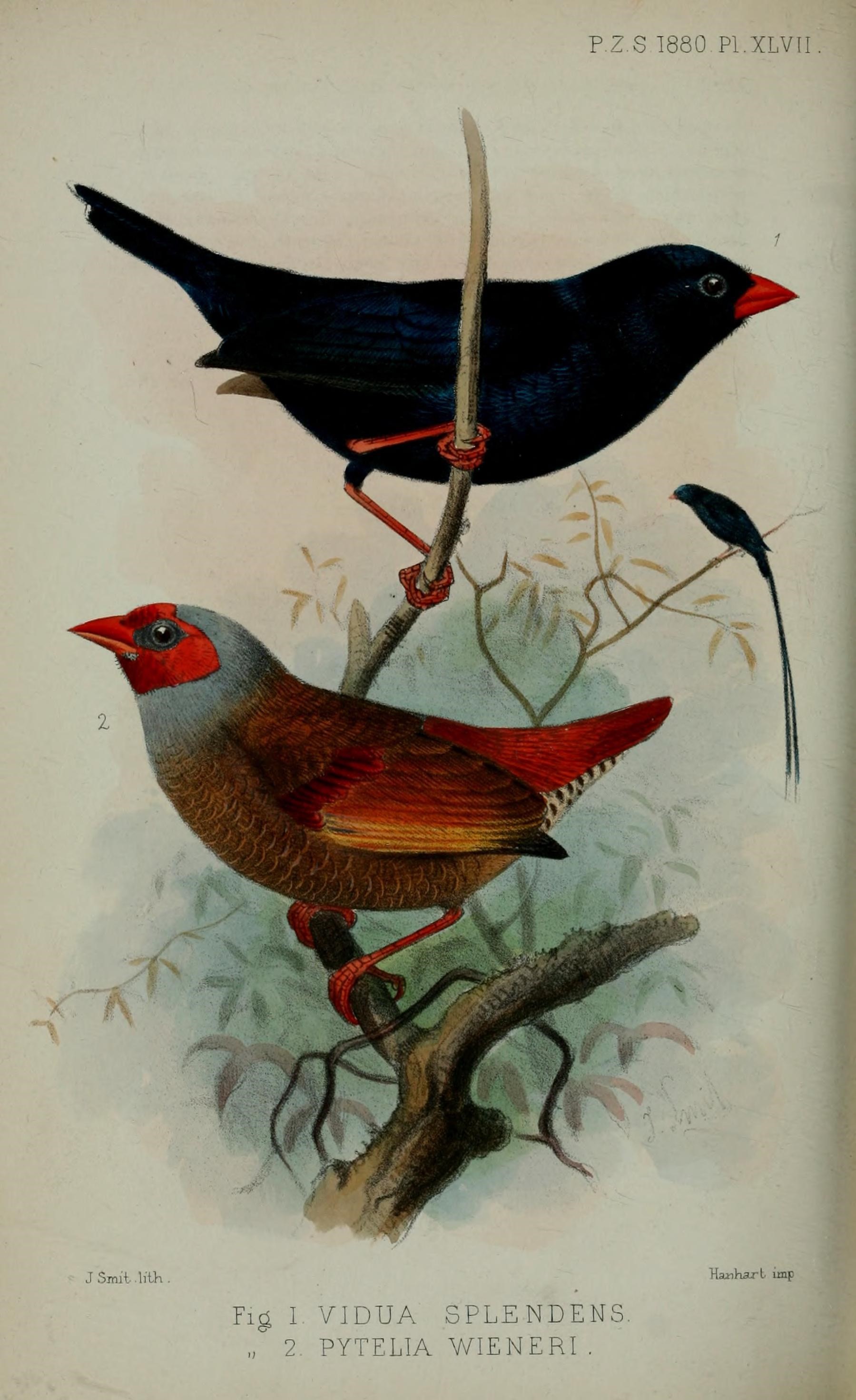 Steel-blue Whydah