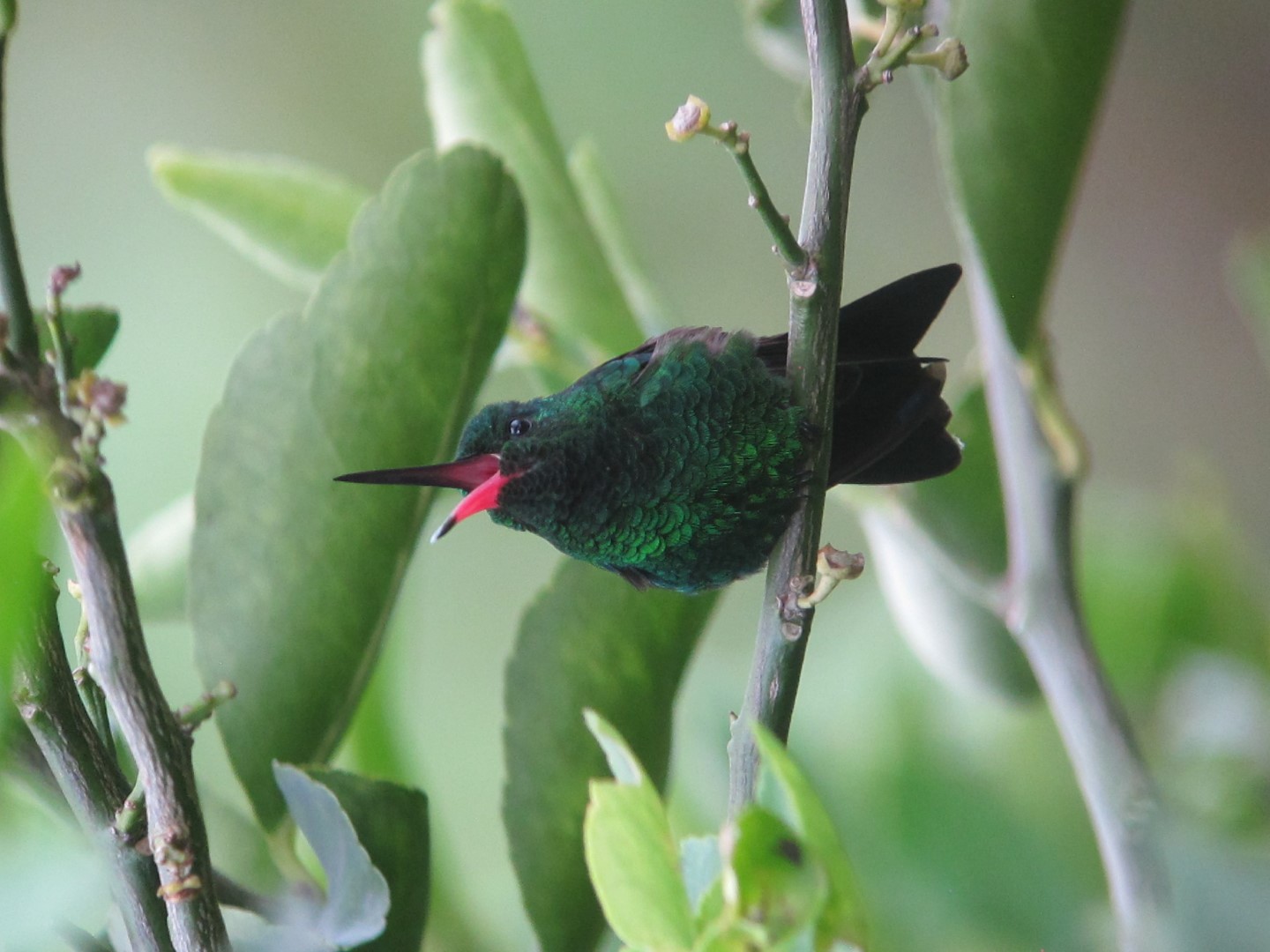 Steely-vented Hummingbird