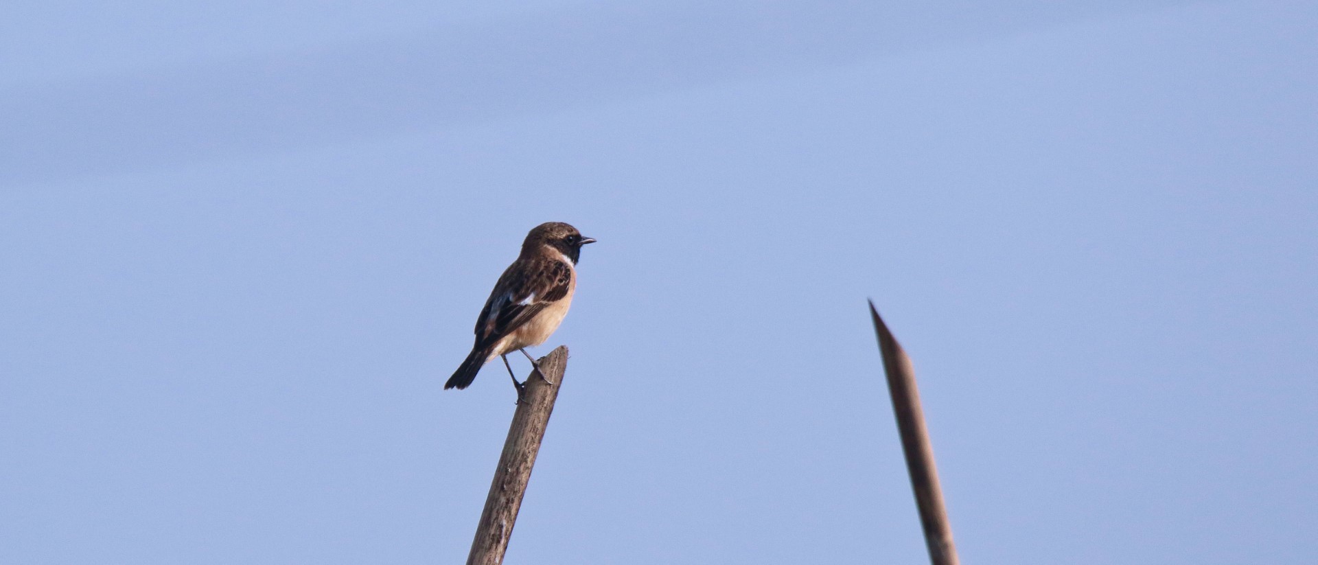 Stejneger's Stonechat