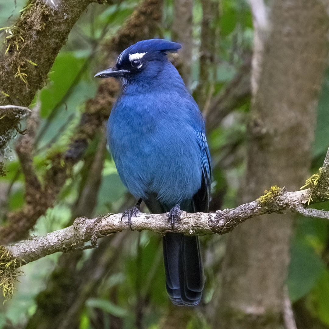 Steller's Jay