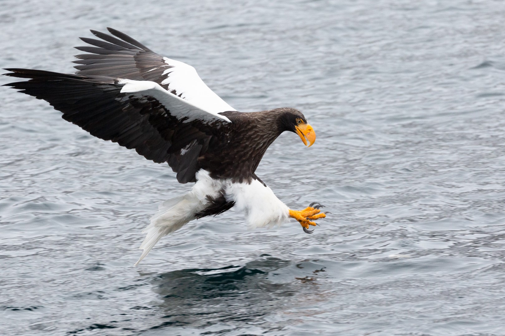 Steller's Sea Eagle