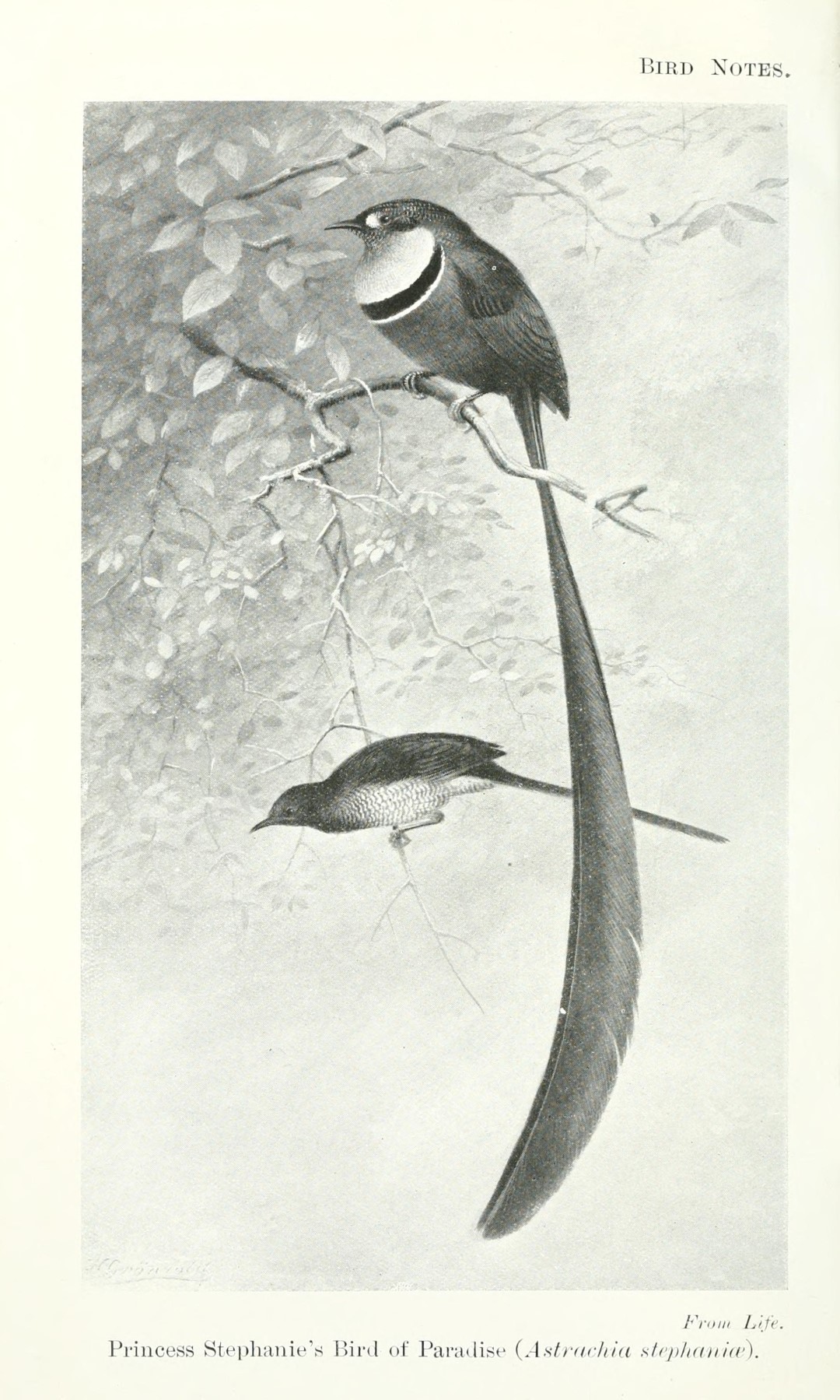 Stephanie's Astrapia