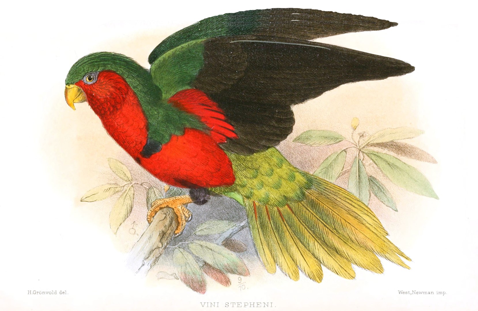 Stephen's Lorikeet