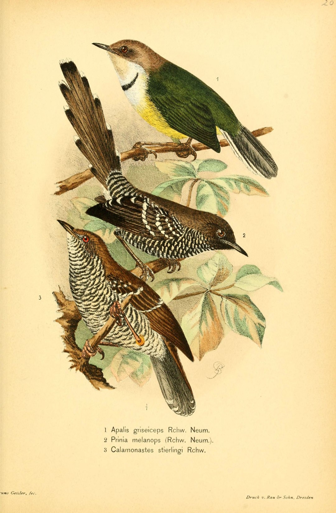 Stierling's Bushlark