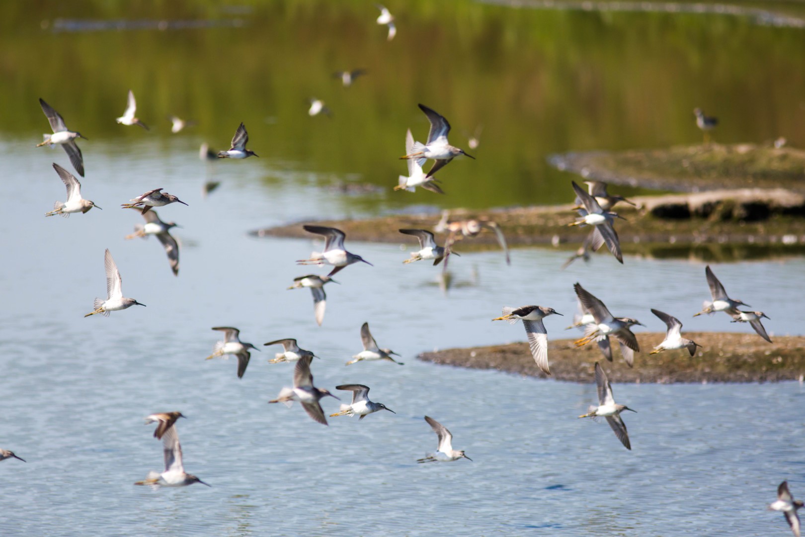 Stilt Sandpiper