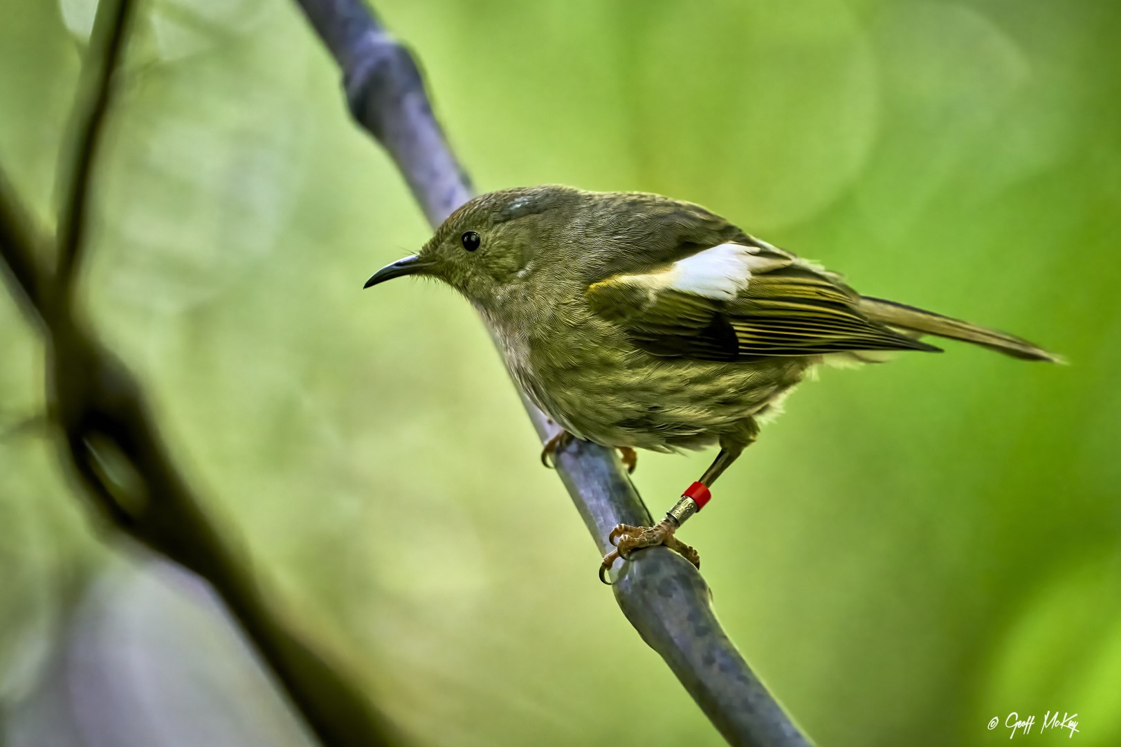 Stitchbird