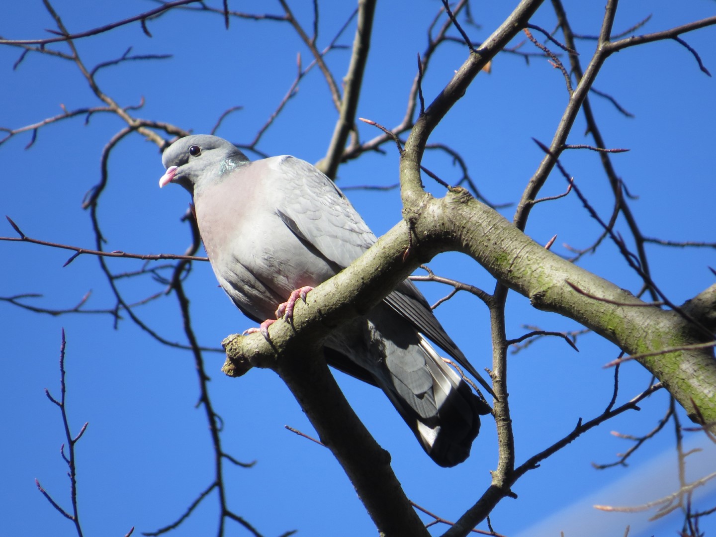 Stock Dove