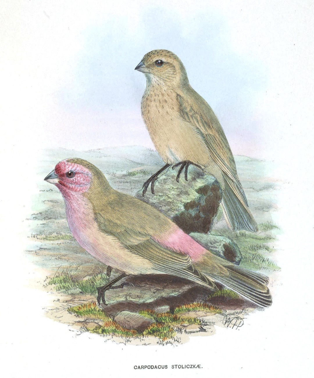 Stoliczka's Rosefinch