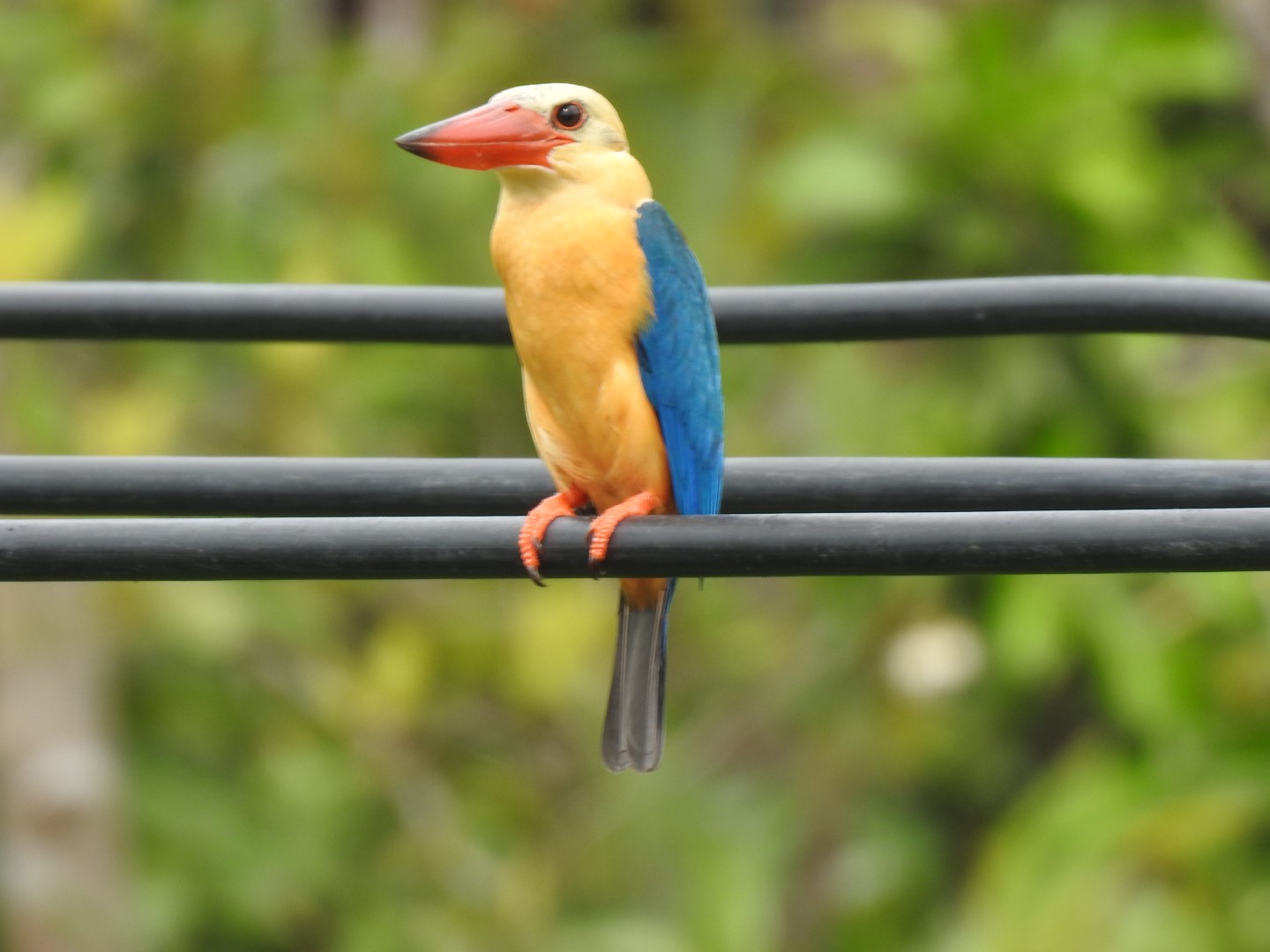 Stork-billed Kingfisher