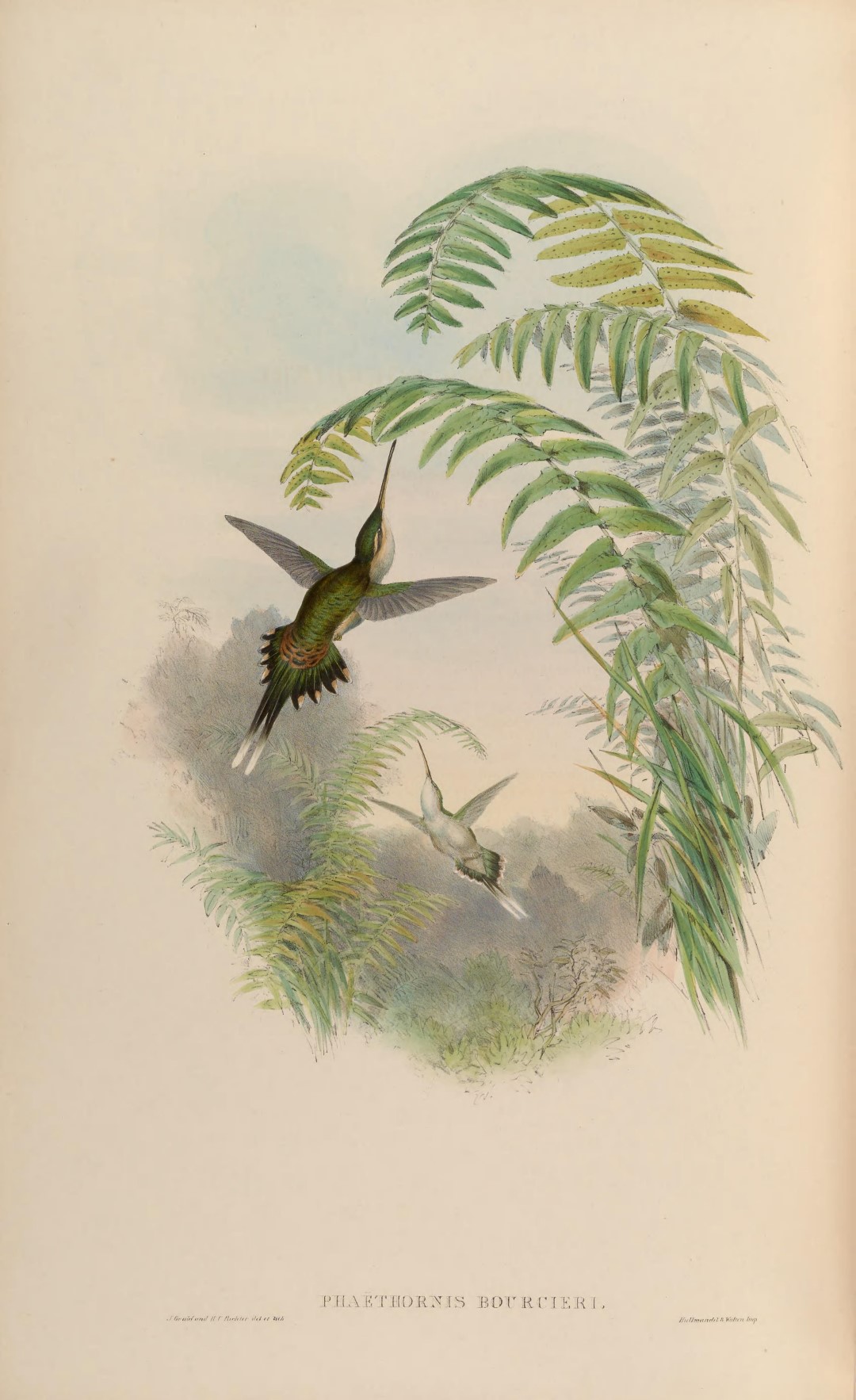 Straight-billed Hermit