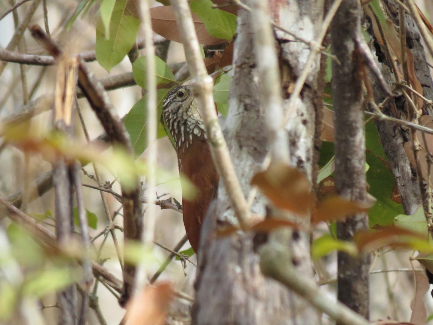 Straight-billed Woodcreeper