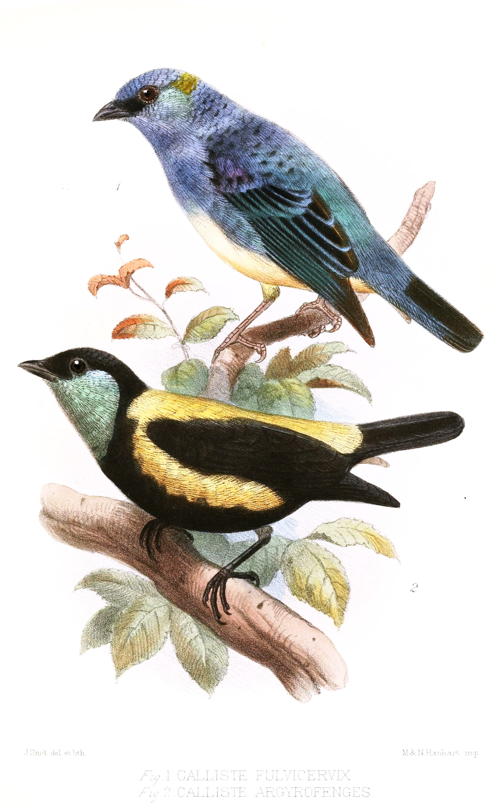 Straw-backed Tanager