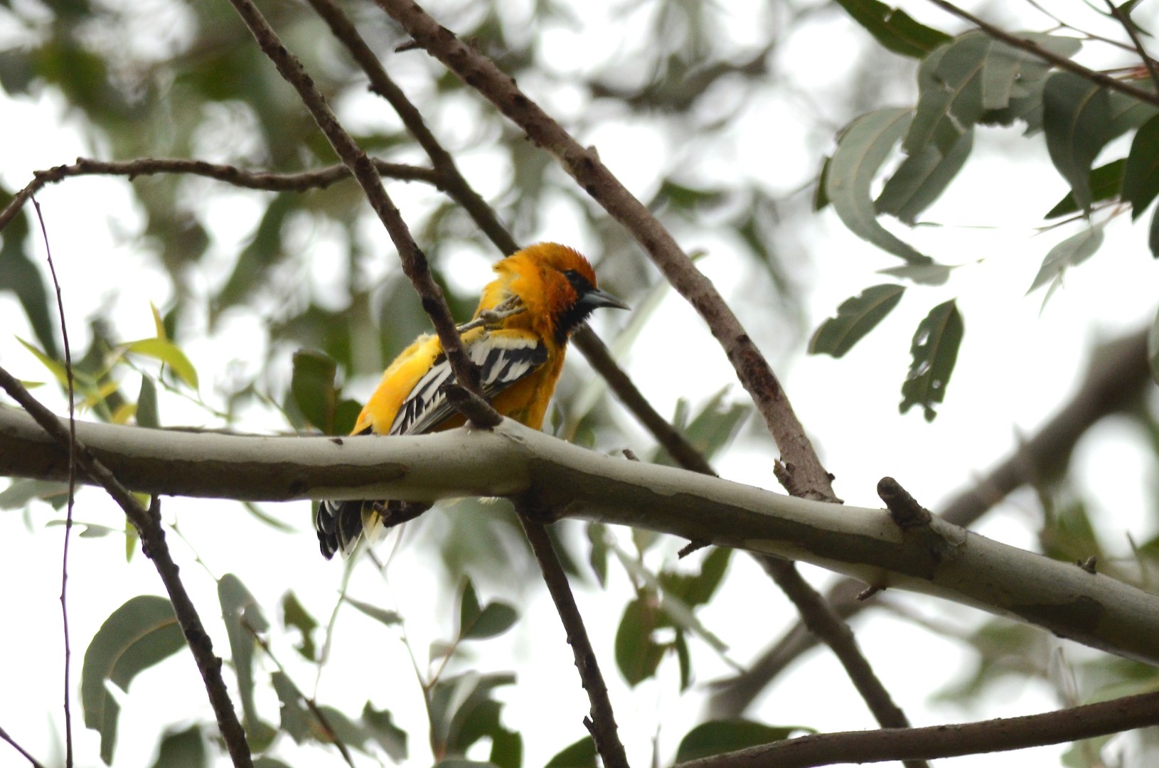 Streak-backed Oriole